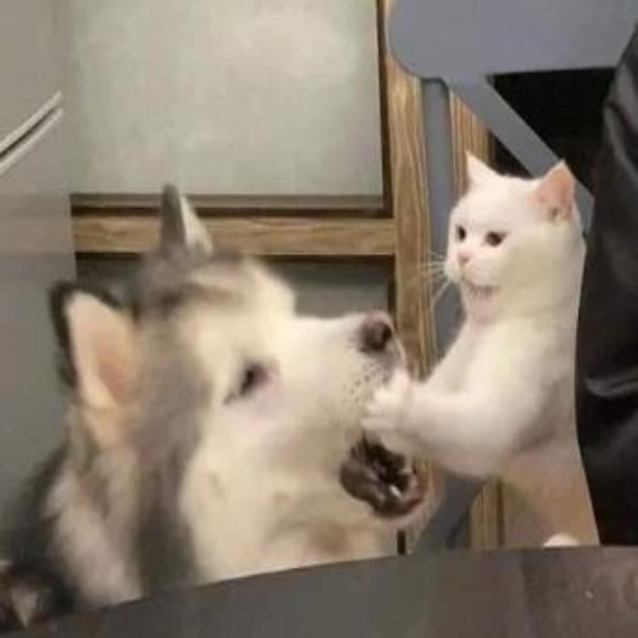 +3680 Hình Chó Mèo Meme Cute Hài Hước, Ảnh Bựa Lầy Lội Về Chó Và Mèo