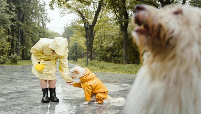 Thư Viện +80 Ảnh Chó Và Người Nô Đùa, Hình Người Chở Chó, Ôm Chó