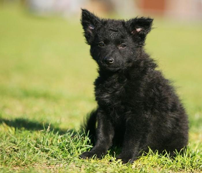 +900 Ảnh Chó Đen Trắng Đẹp, Hình Chó Mực Quen Thuộc, Siêu Đáng Yêu