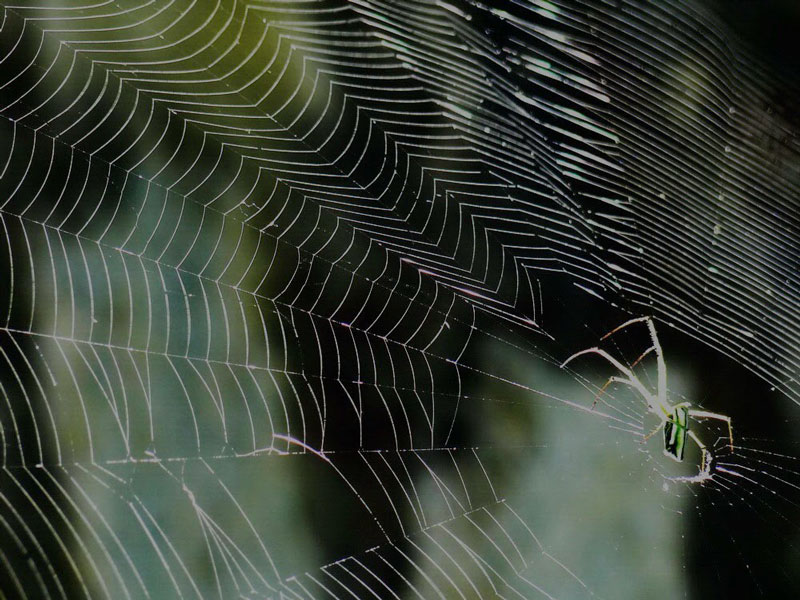 Ảnh loài Nhện