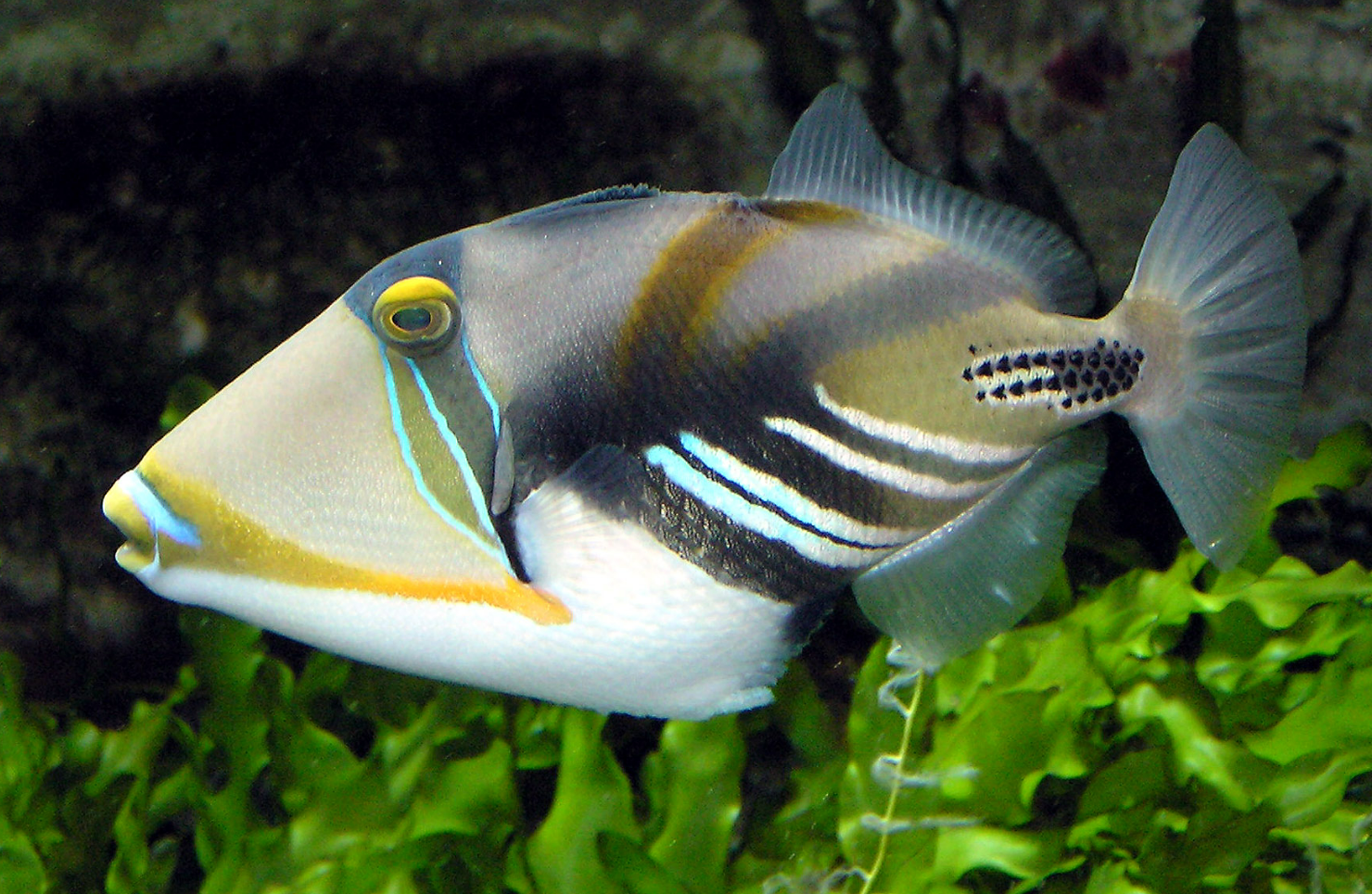 Ảnh Cá Bò Nước Mặn