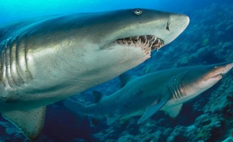 Ảnh Cá Mập Hổ Cát