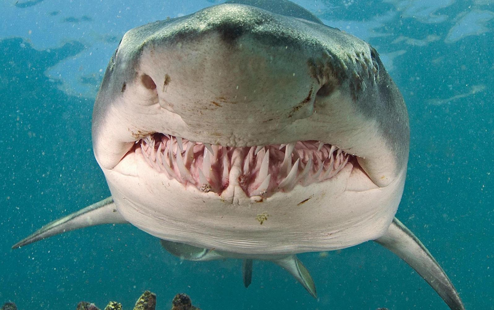 Ảnh Cá Mập Hổ Cát