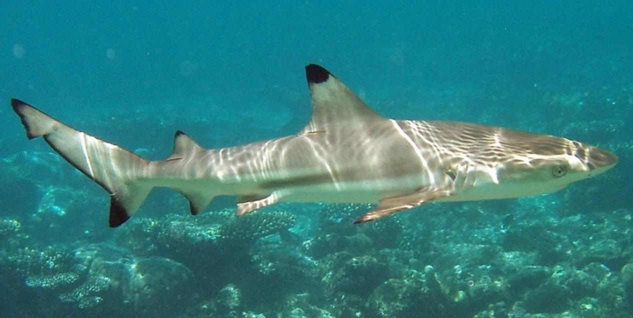 Ảnh Cá Mập Vây Đen