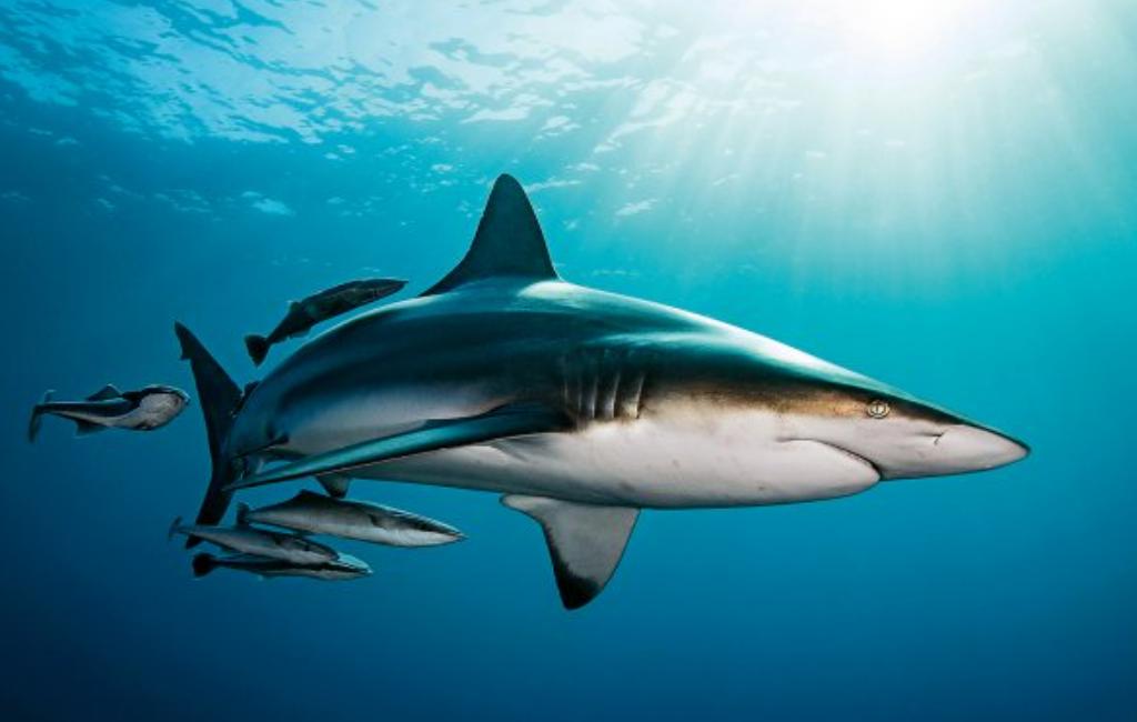 Ảnh Cá Mập Vây Đen