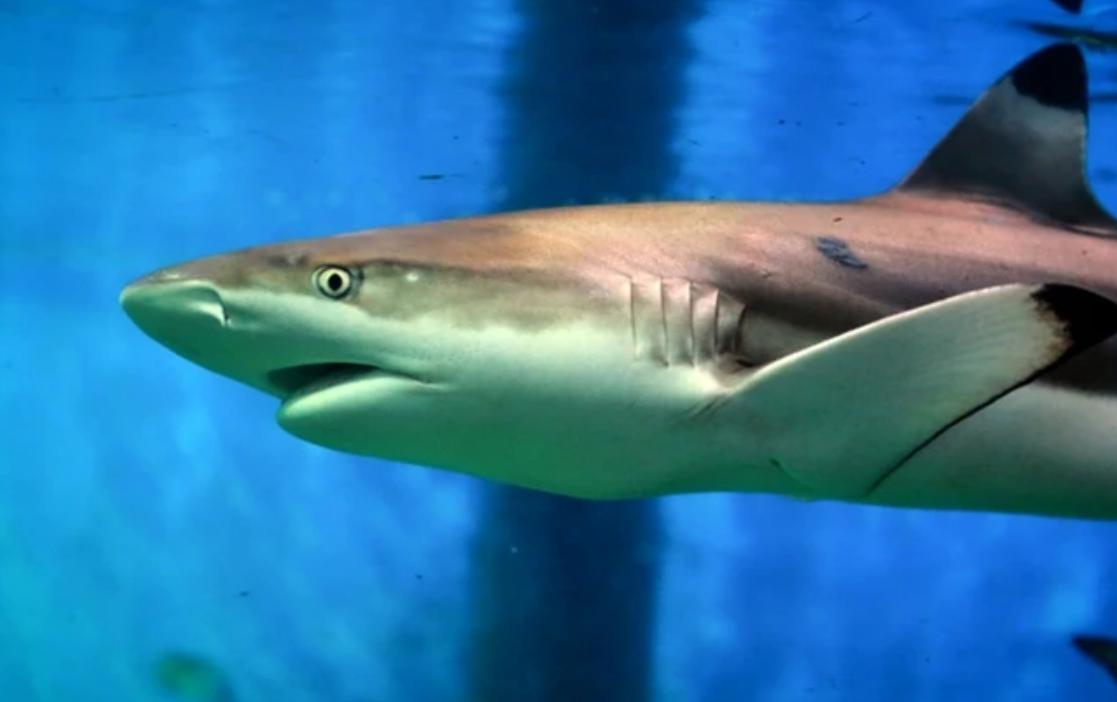 Ảnh Cá Mập Vây Đen