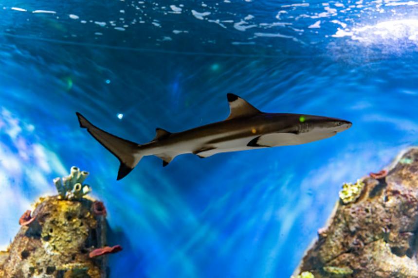 Ảnh Cá Mập Vây Đen