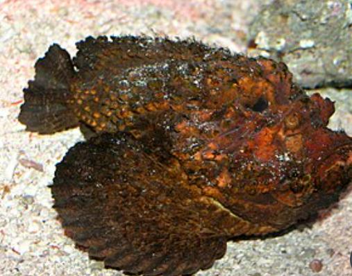 Ảnh Cá Mặt Quỷ