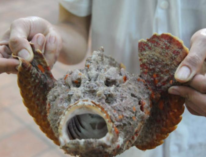 Ảnh Cá Mặt Quỷ