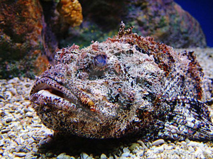 Ảnh Cá Mặt Quỷ