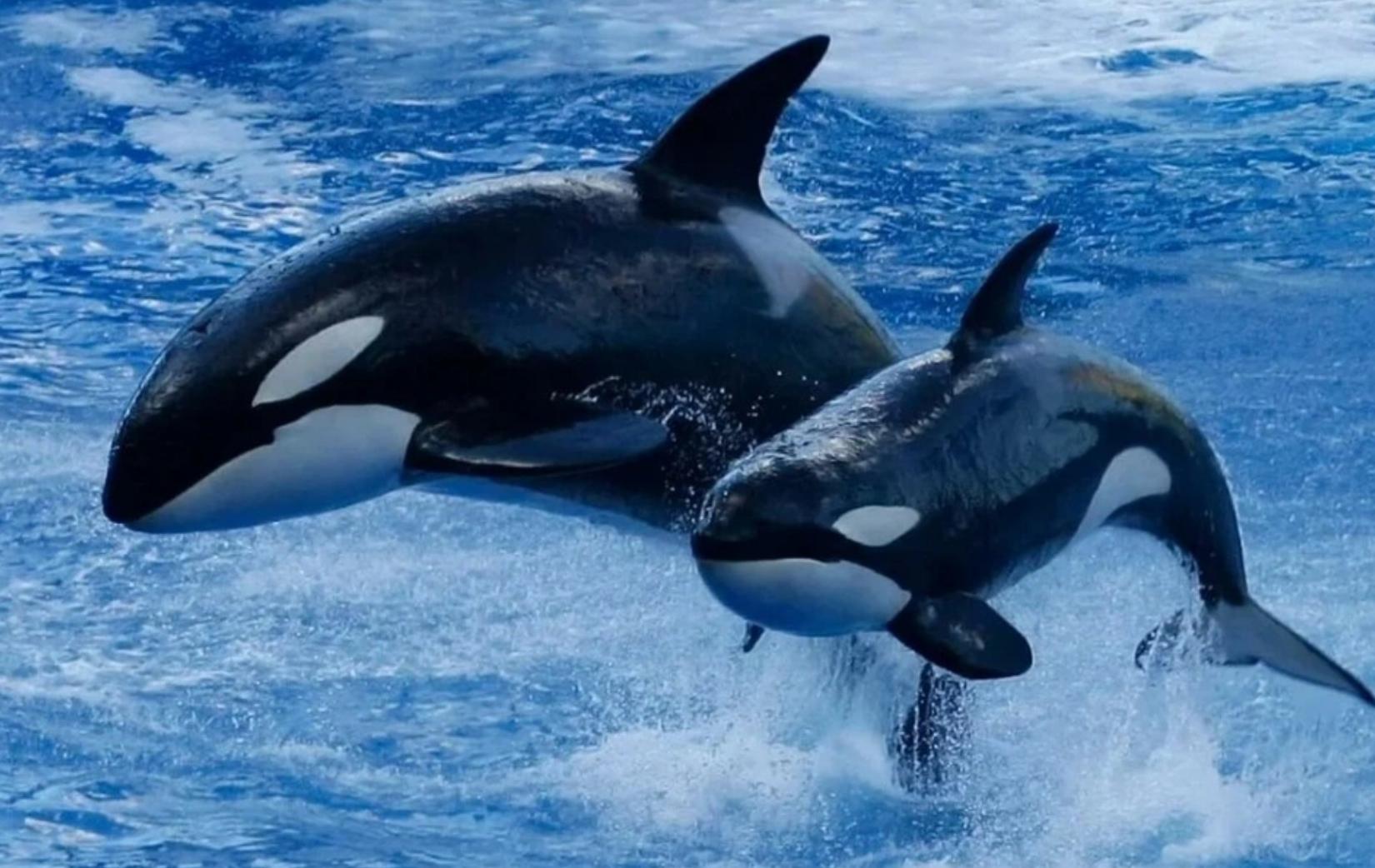 Ảnh Cá Voi Sát Thủ