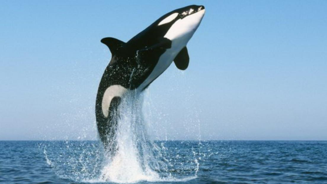 Cá voi sát thủ (orca) – 5 cách khiến giới khoa học bất thần