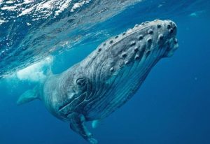 Ảnh Cá voi lưng gù