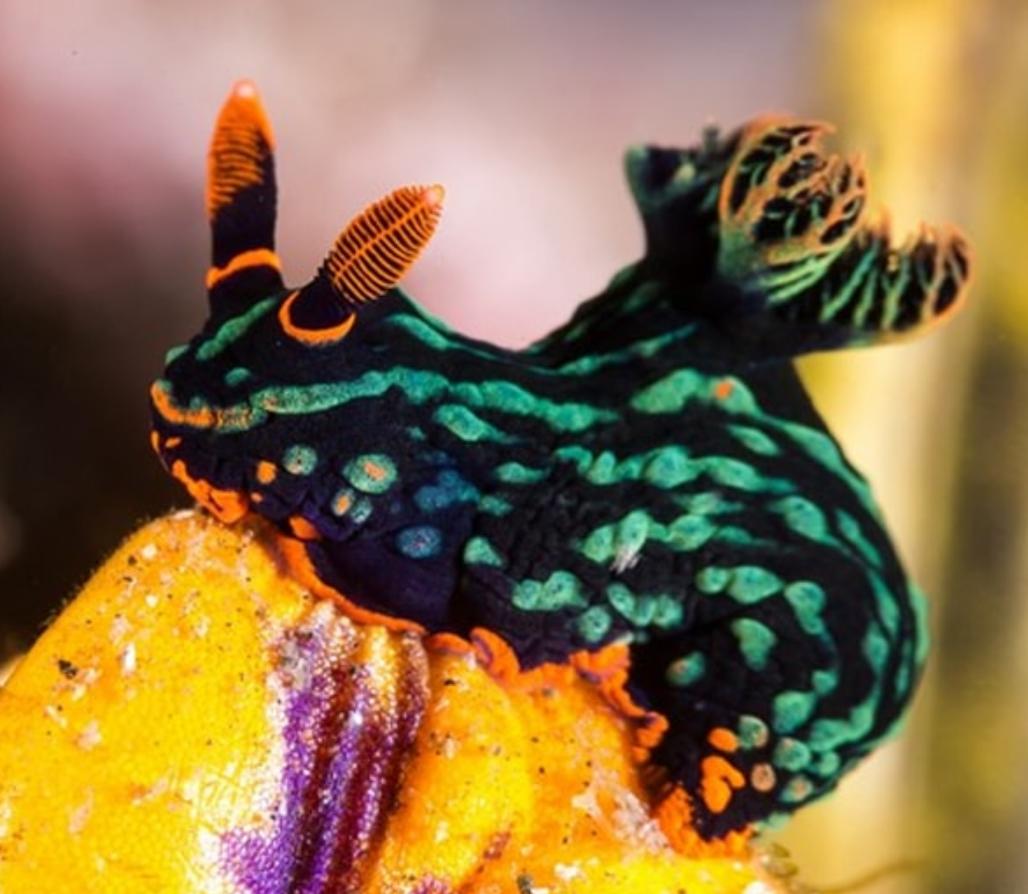 Khám phá Sên Biển (NUDIBRANCH) – Sinh vật đẹp nhất toàn cầu