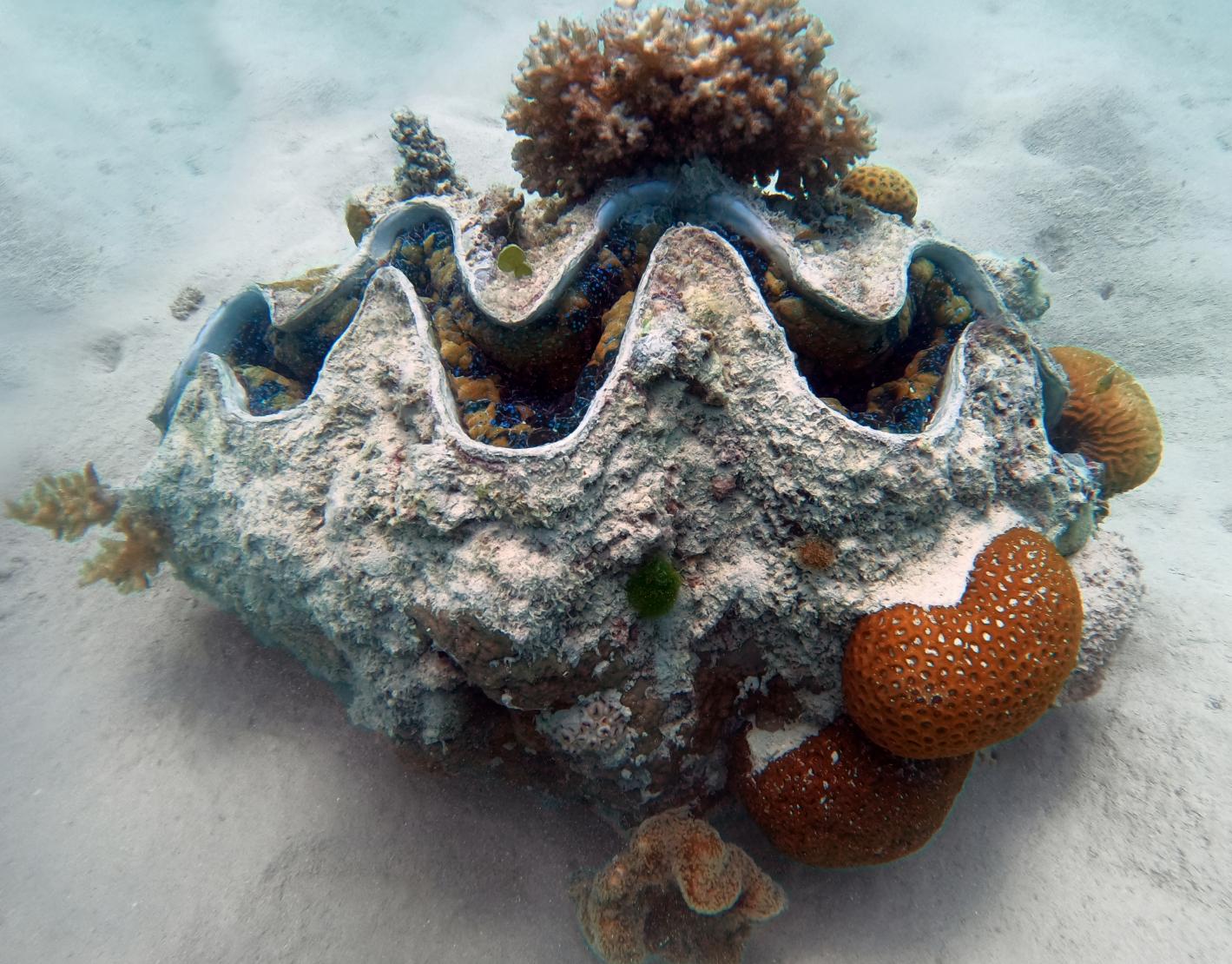 Ảnh Sò Tai Tượng