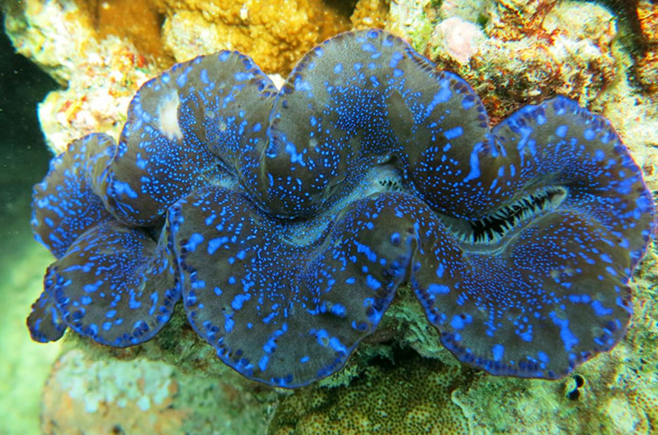 Ảnh Sò Tai Tượng