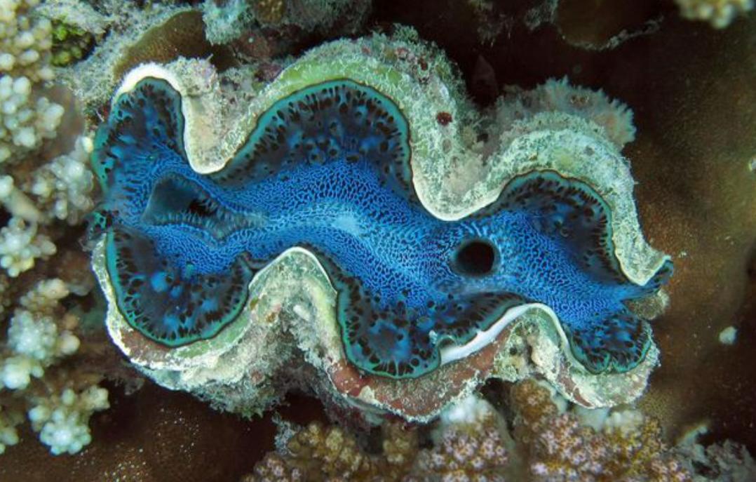 Ảnh Sò Tai Tượng