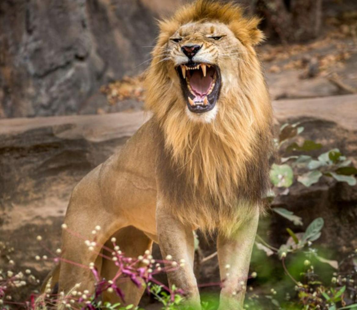 7 sự thực có thể làm bạn Sốc Về Sư Tử