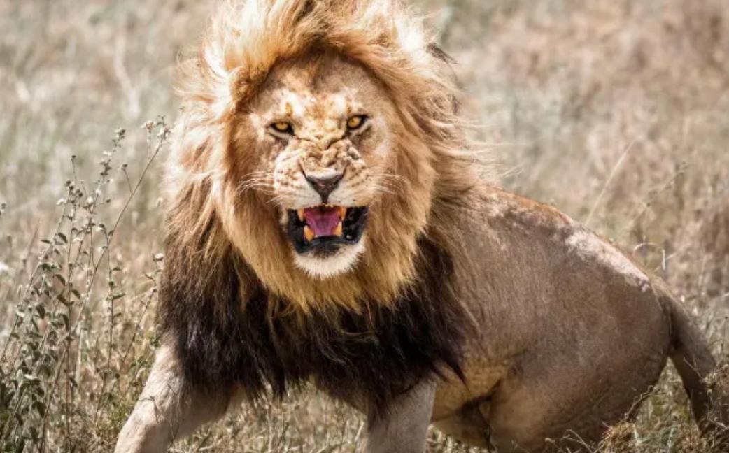 Ảnh Sư Tử