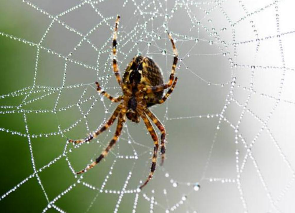 Ảnh loài Nhện