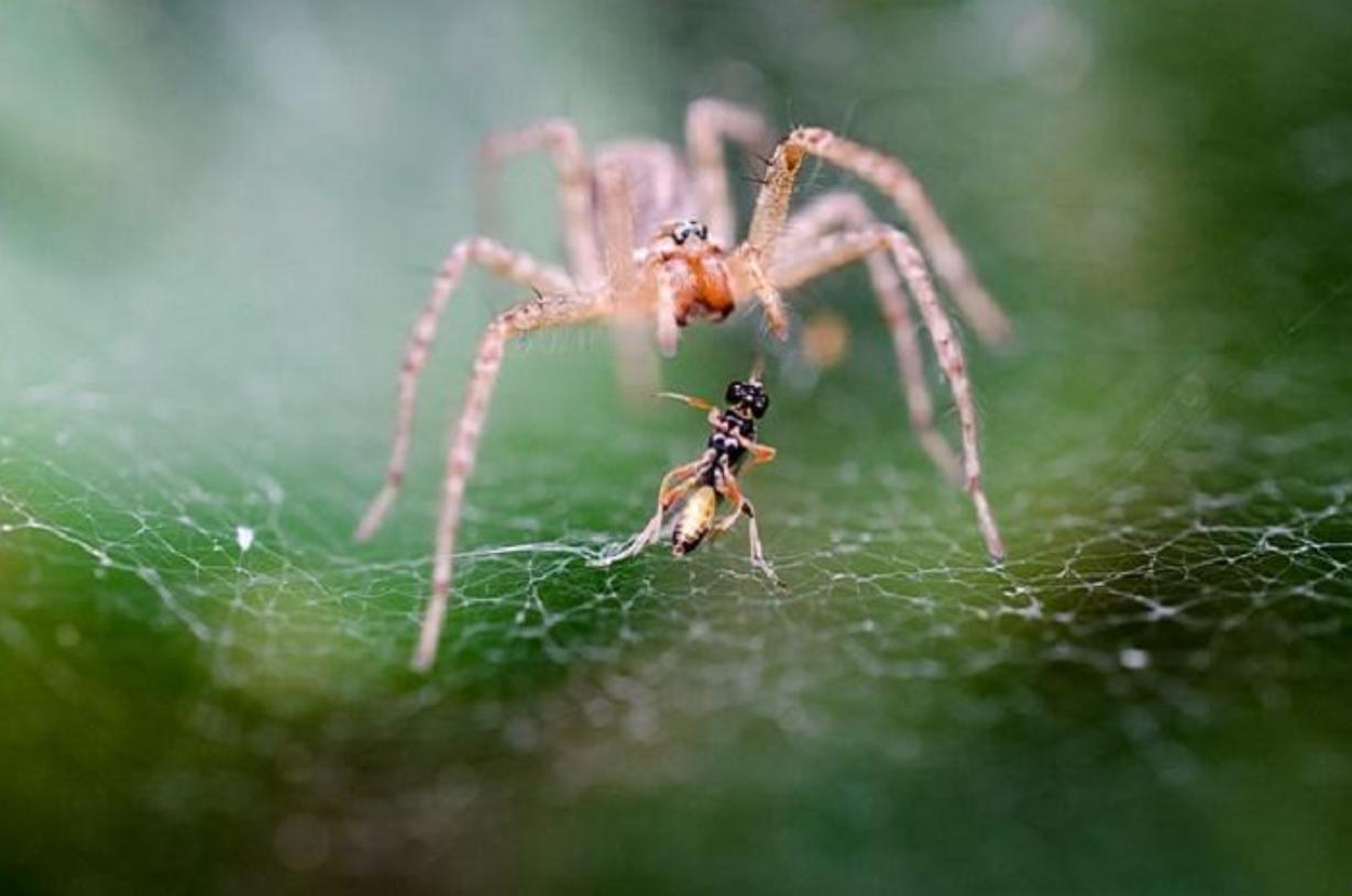 Ảnh loài Nhện