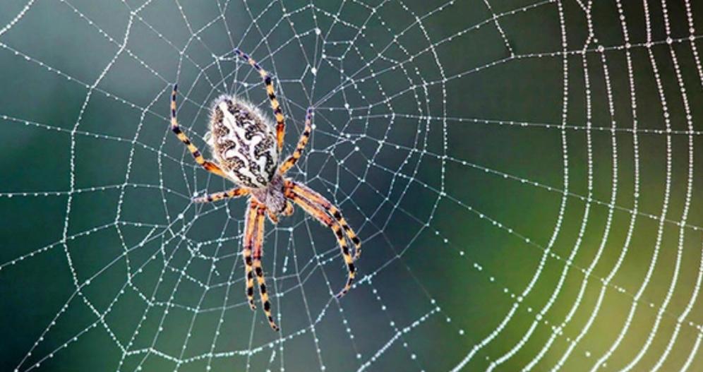 Ảnh loài Nhện