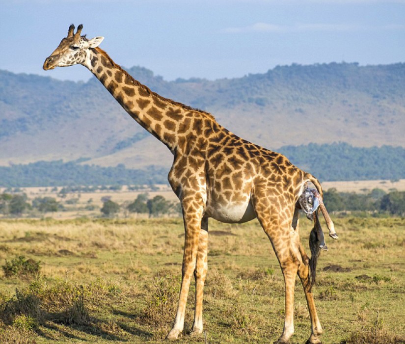 Hươu cao cổ là loài động vật cao nhất trên toàn cầu