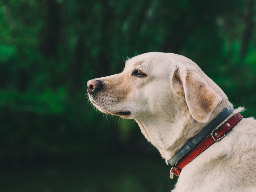 Thông tin loài chó Labrador – Giống vật nuôi phổ biến toàn cầu