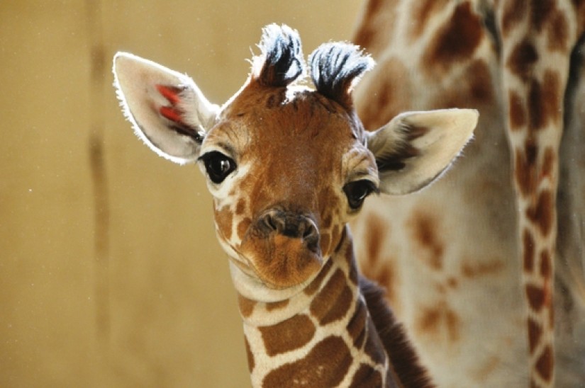 Hươu cao cổ là một trong những loài động vật có thời gian ngủ ít nhất trong toàn cầu tự nhiên