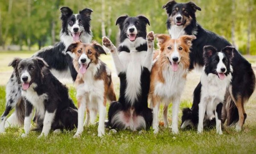 Thông tin Chó Border Collie – Giống chó biên giới đầy thông minh