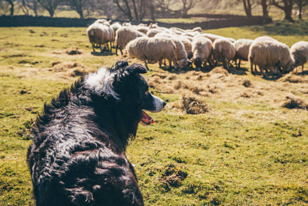 Ảnh Chó Border Collie
