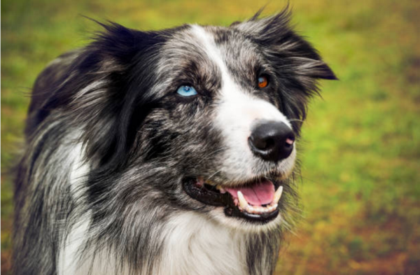 Ảnh Chó Border Collie