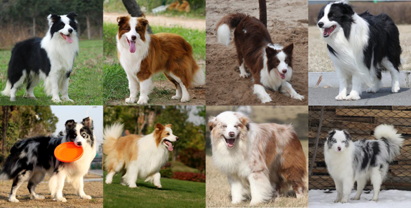 Ảnh Chó Border Collie