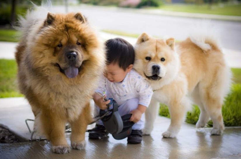 Tìm hiểu Chó Chow chow – Giống chó đắt và cổ nhất toàn cầu