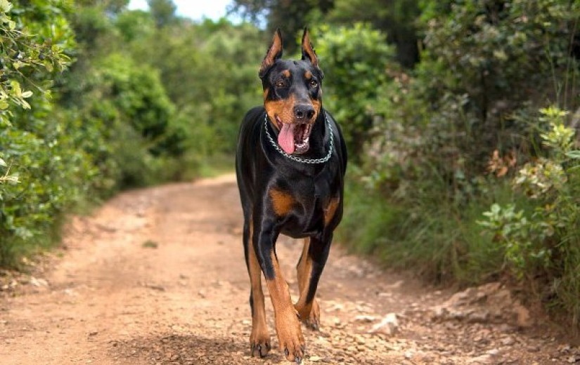 Tìm hiểu về Chó Doberman – Giống chó dữ có lực cắn siêu mạnh