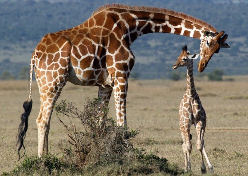 Cấu Trúc Cổ Đặc Biệt Với 7 Đốt Sống Dài