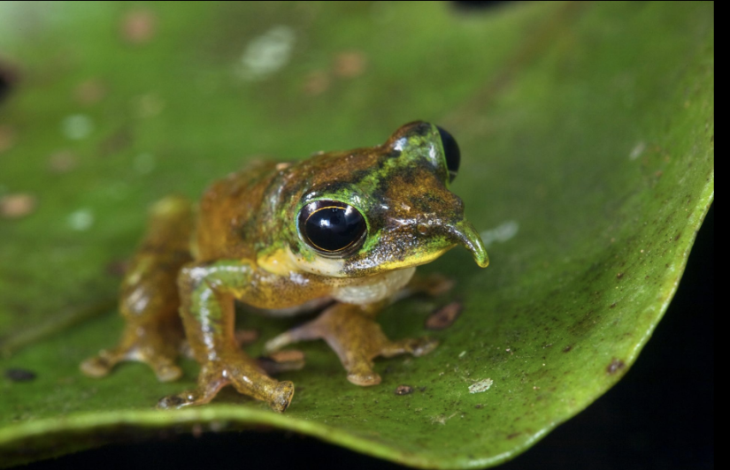 Khám Phá Loài Ếch Pinocchio Với Chiếc Mũi Nhọn Và Kỳ Lạ