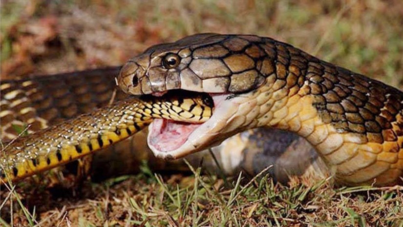 Tìm Hiểu Hành Vi Rắn Đực Ăn Thịt Lẫn Nhau Gây Shock