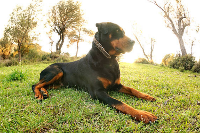Chó Rottweiler và những thông tin hữu ích cho người yêu thích