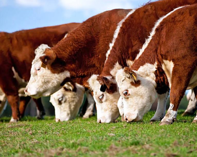 Bò Hereford