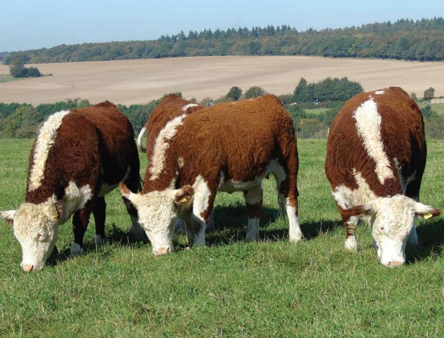 Bò Hereford