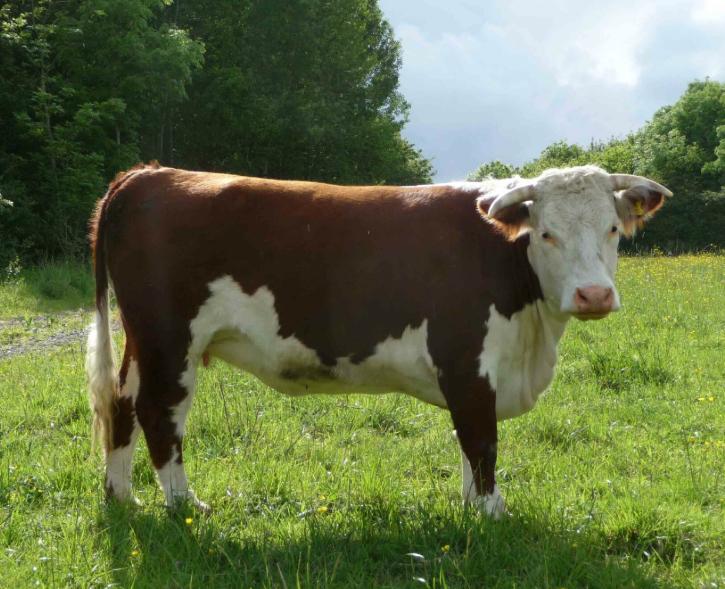 Bò Hereford
