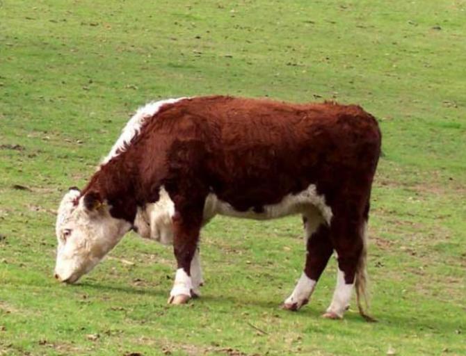 Bò Hereford