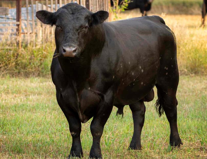 Bò Angus