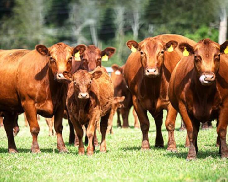 Bò Angus