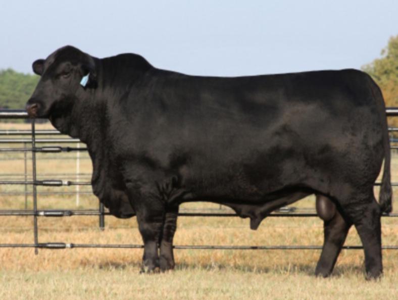Bò Angus