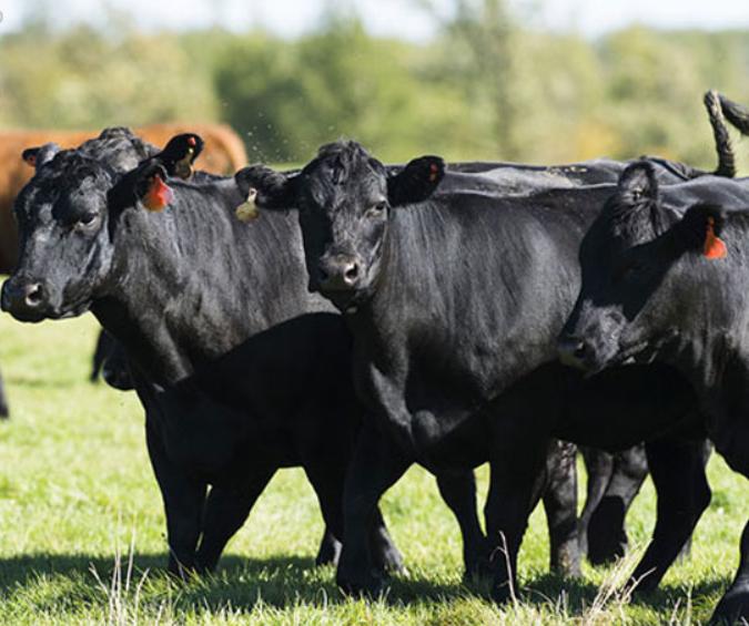 Bò Angus