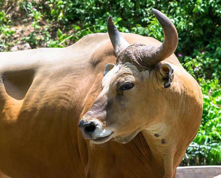 Bò Banteng