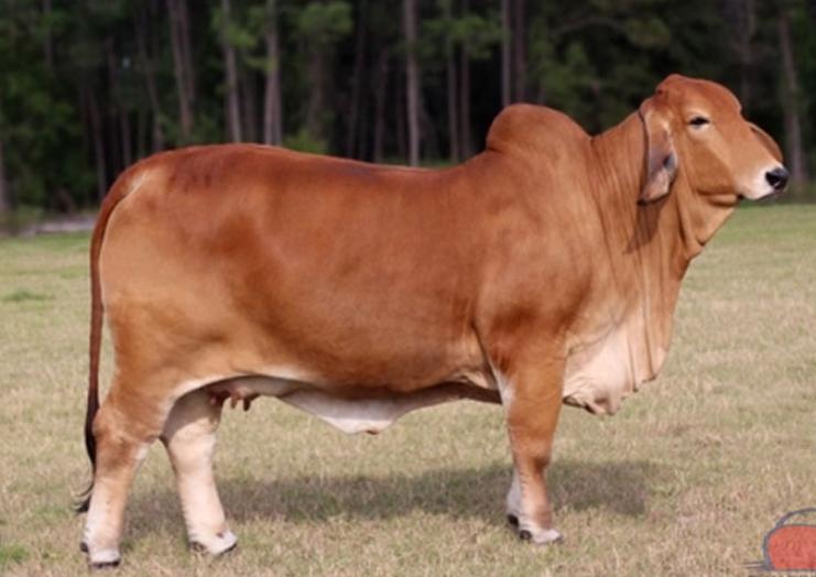 Bò Brahman