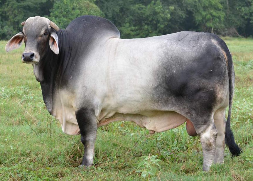 Bò Brahman